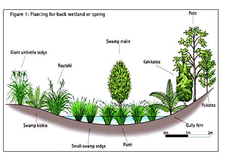 Figure 1: Planting for back wetland or spring