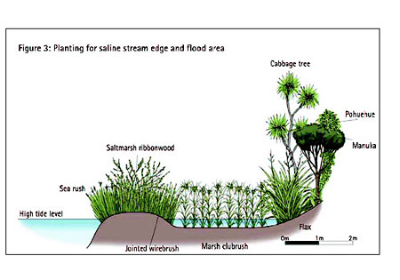 Figure 3: Planting for saline stream edge and flood area