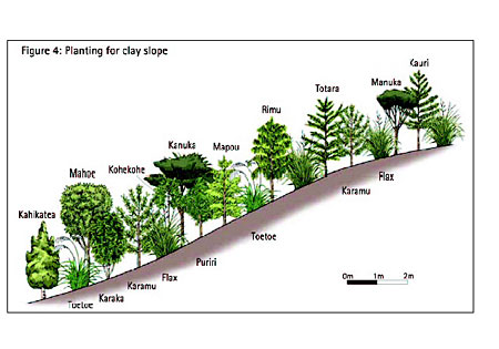 Figure 4: Planting for clay slope