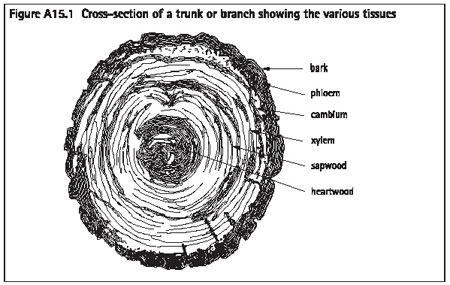 Figure A15.1 Cross-section of a trunk or branch showing the various tissues