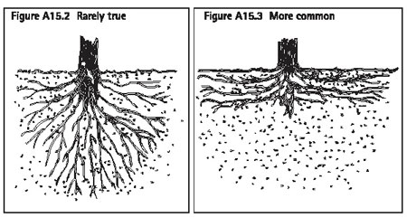 Figures A15.2 and A15.3 Tree root systems