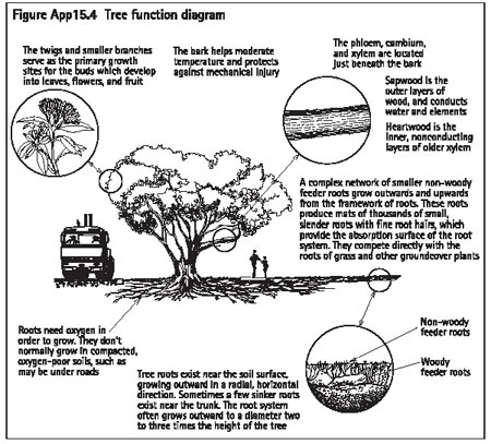 Figure A15.4 Tree function diagram