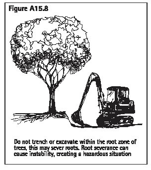 Figure A15.8 Do not trench or excavate within the root zone