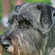 Cute dog.
