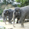 Auckland Zoo