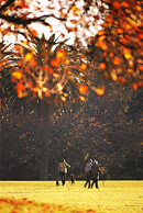 Image of Auckland Domain