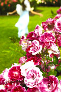 Image of the Parnell Rose Gardens